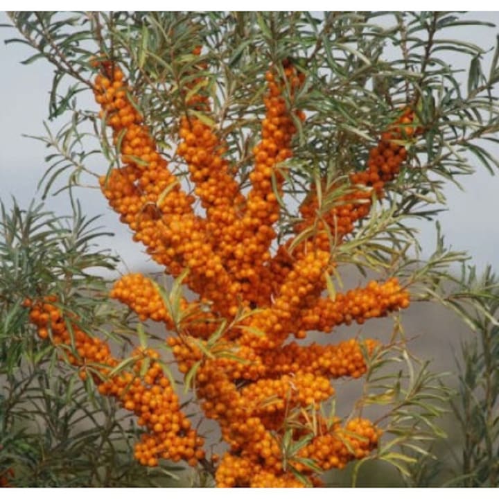 50 db homoktövismag csomag, DobreNasiona.pl, 7-10 mm