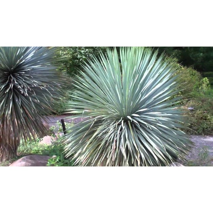 Yucca Rostrata magvak csomagja, DobraNasiona.pl, 3g