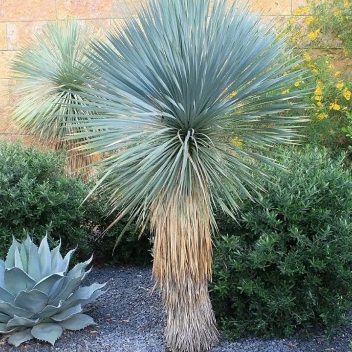 Yucca Rostrata magvak csomagja, DobraNasiona.pl, 3g