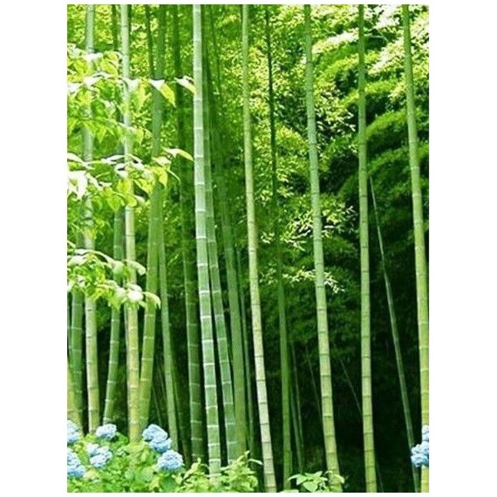 Bambus Trzcinowy Olbrzymi, 5 seminte, 300cm, 50x50cm