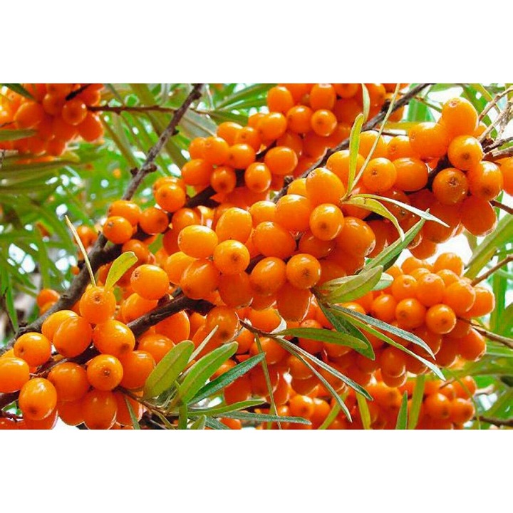 50 db homoktövismag csomag, DobreNasiona.pl, 7-10 mm