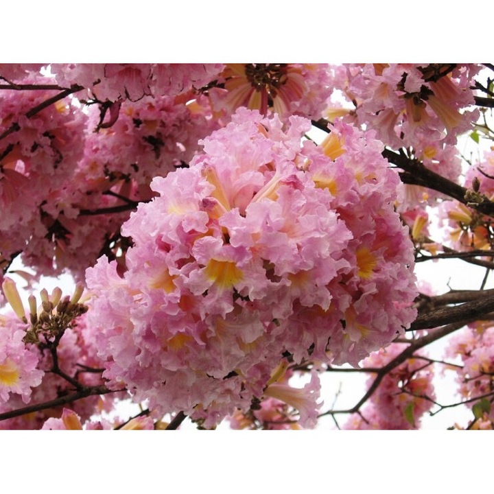 Опаковка семена Табебуя Роза, DobraNasiona.pl, 3гр