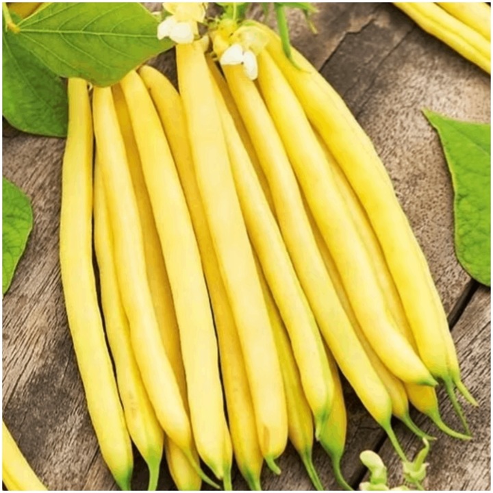 Fasola Karlowa Zoltostakowa GOLDTIME, 150 seminte, galben, rezistenta la virusul mozaicii
