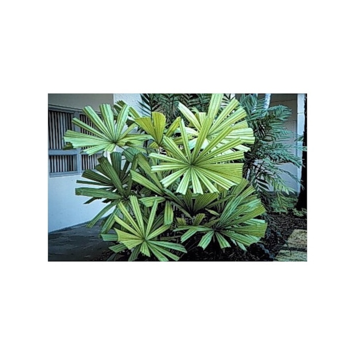 Опаковка семена Licuala Spinoasa, DobraNasiona.pl, 1гр