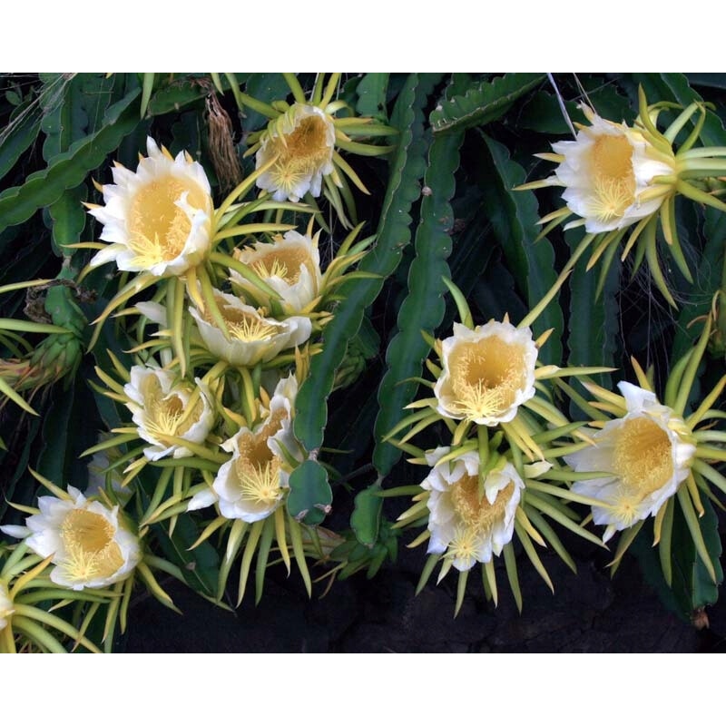 cactus variety names Mother of Hundreds Phoenix, AZ | Mammillaria compressa