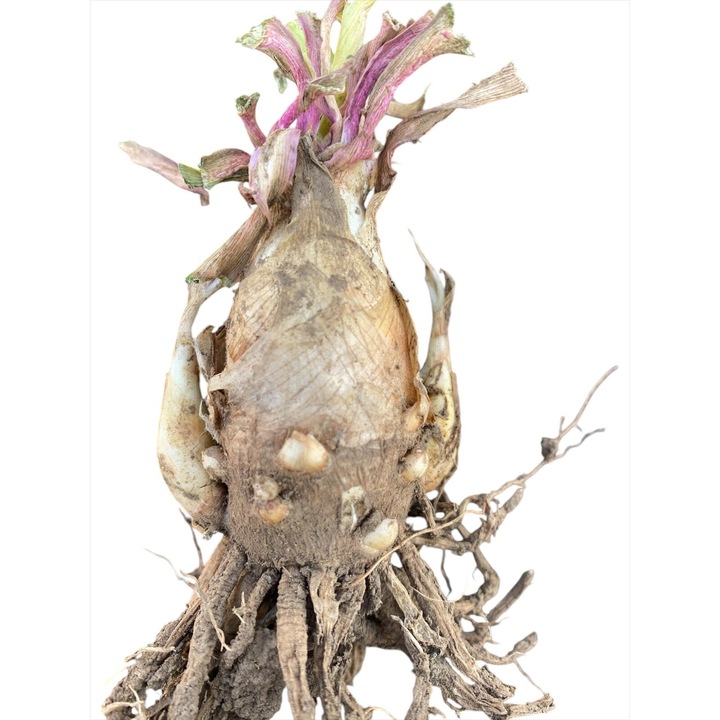 Tuberoza Senzation 5Buc