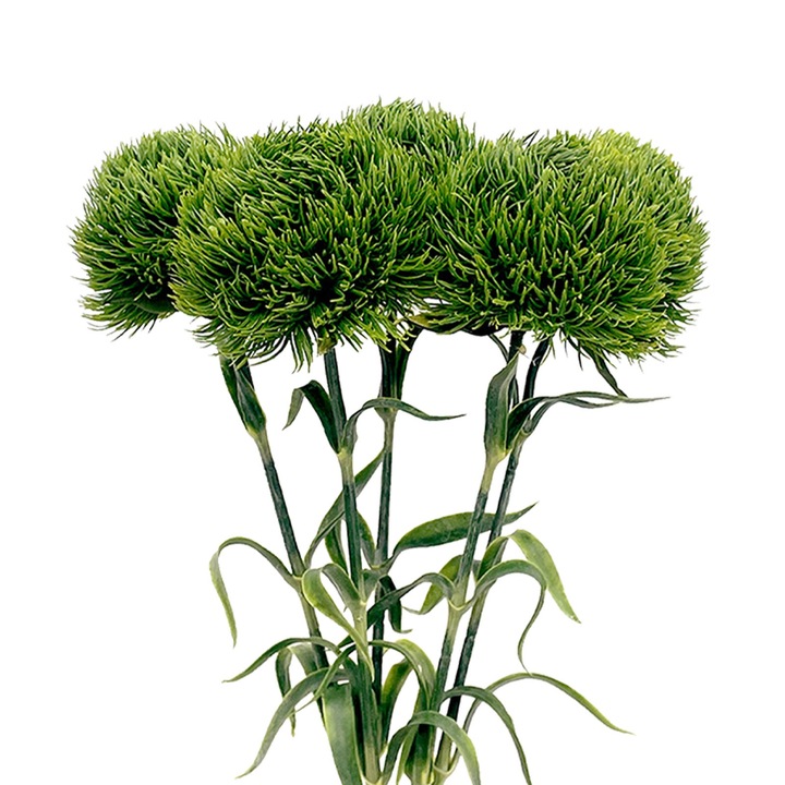 Jormftte műnövények, zöld pitypang, valósághű megjelenés, könnyen szállítható, sötétzöld