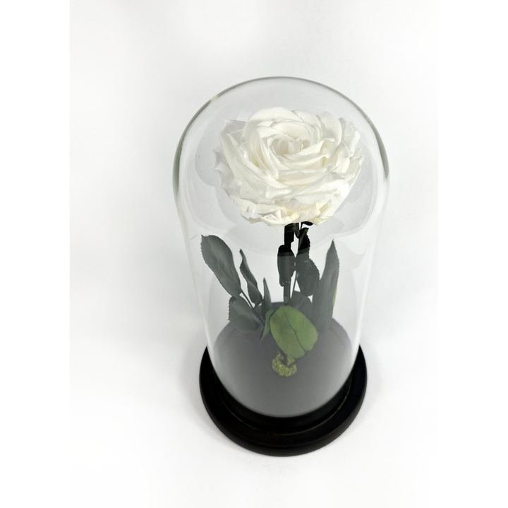 Trandafir criogenat Premium alb in cupola de sticla, 25cm