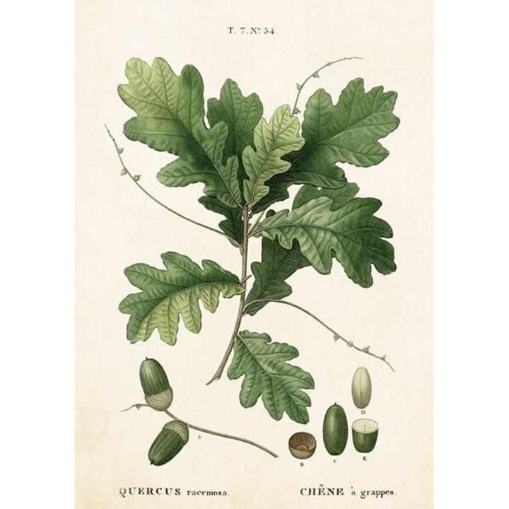 Karnet B6 cu coperta Lisc debu, Skona Ting, 163x128mm