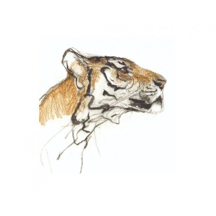 Karnet kwadrat cu coperta Head of a Tiger, Museums & Galleries, 163x163mm, fara text