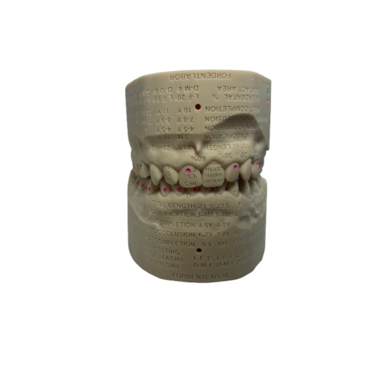 Model Dentar - Anatomia maxilarului, 30 dinti