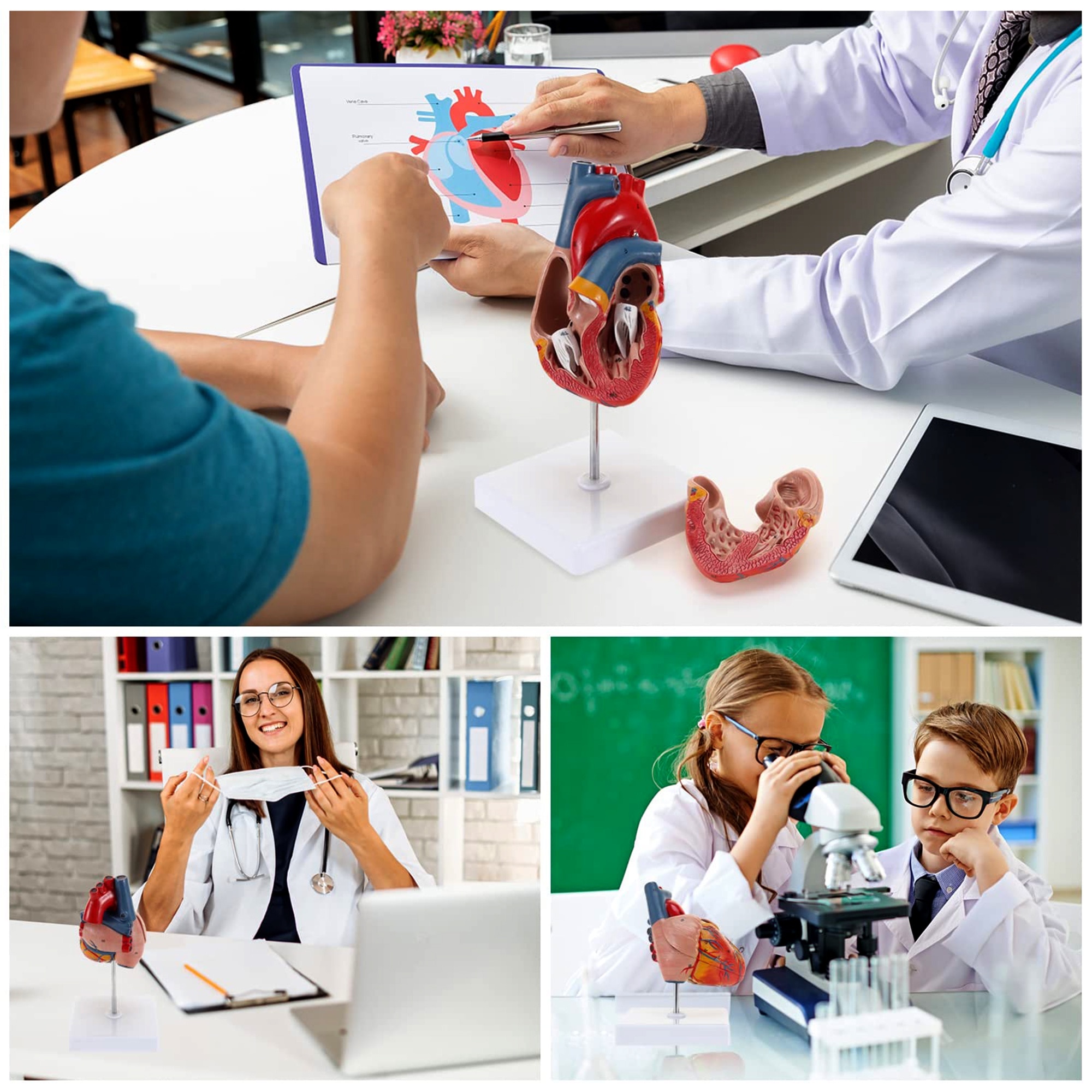 Model Inima Model Anatomic Realist Inima umana 3D 1:1 – Structura Educationala cu ...