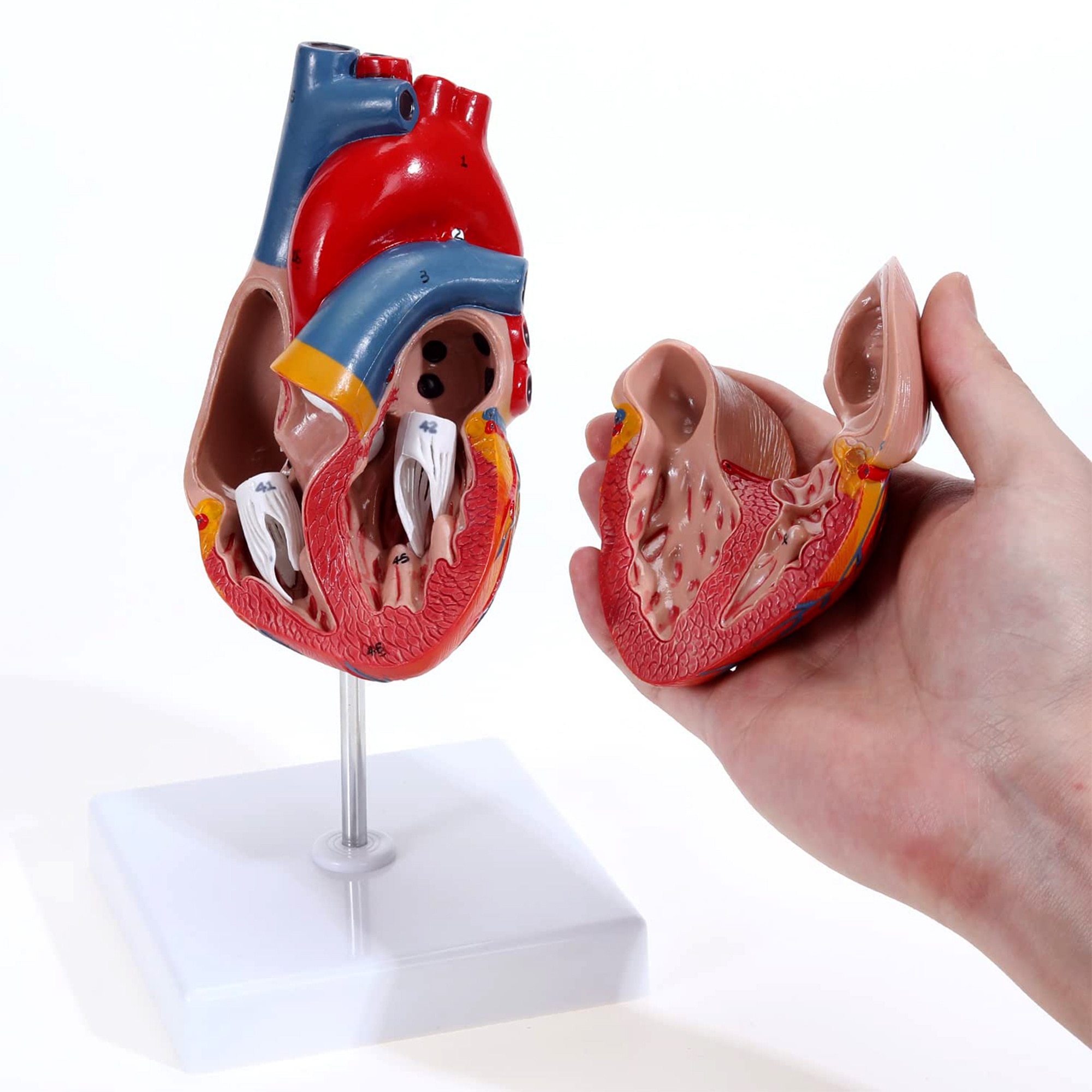 Model Anatomic Realist Inima umana 3D 1:1 – Structura Educationala cu ...