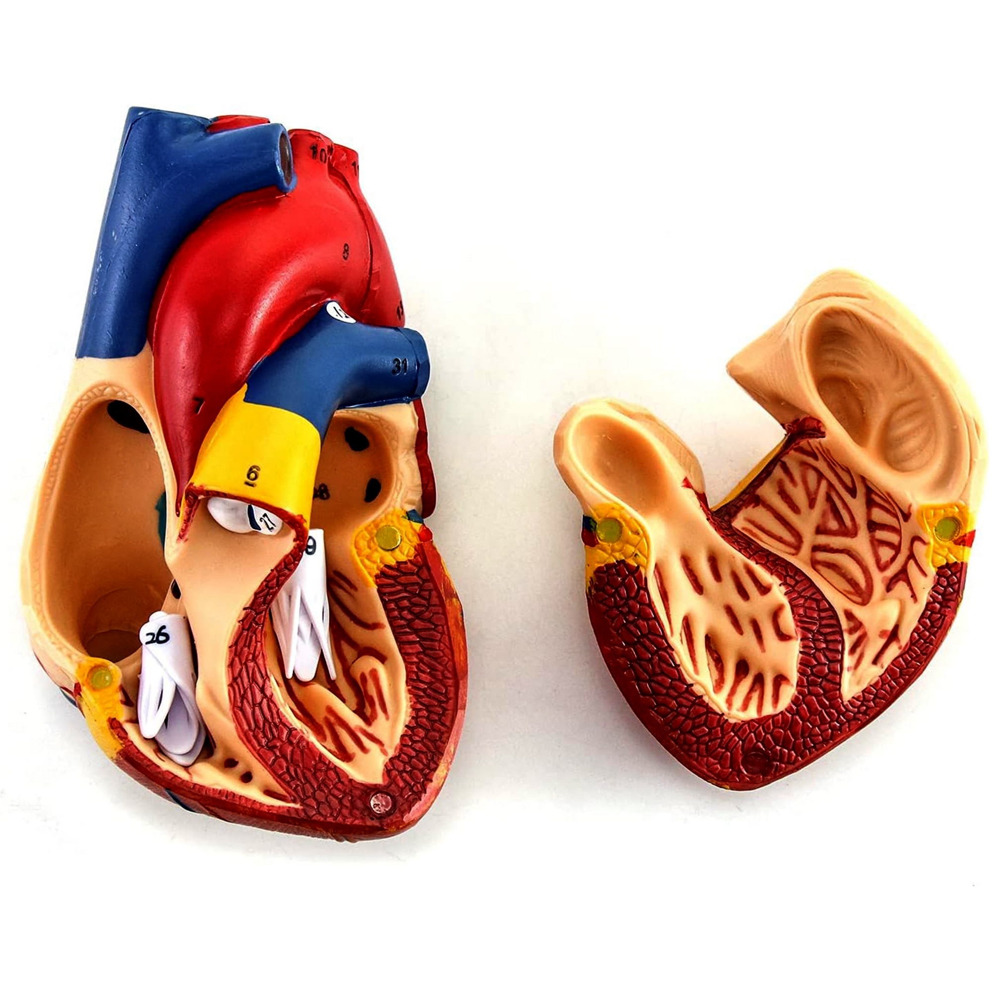 Model Inima Model Anatomic Realist Inima umana 3D 1:1 – Structura Educationala cu ...