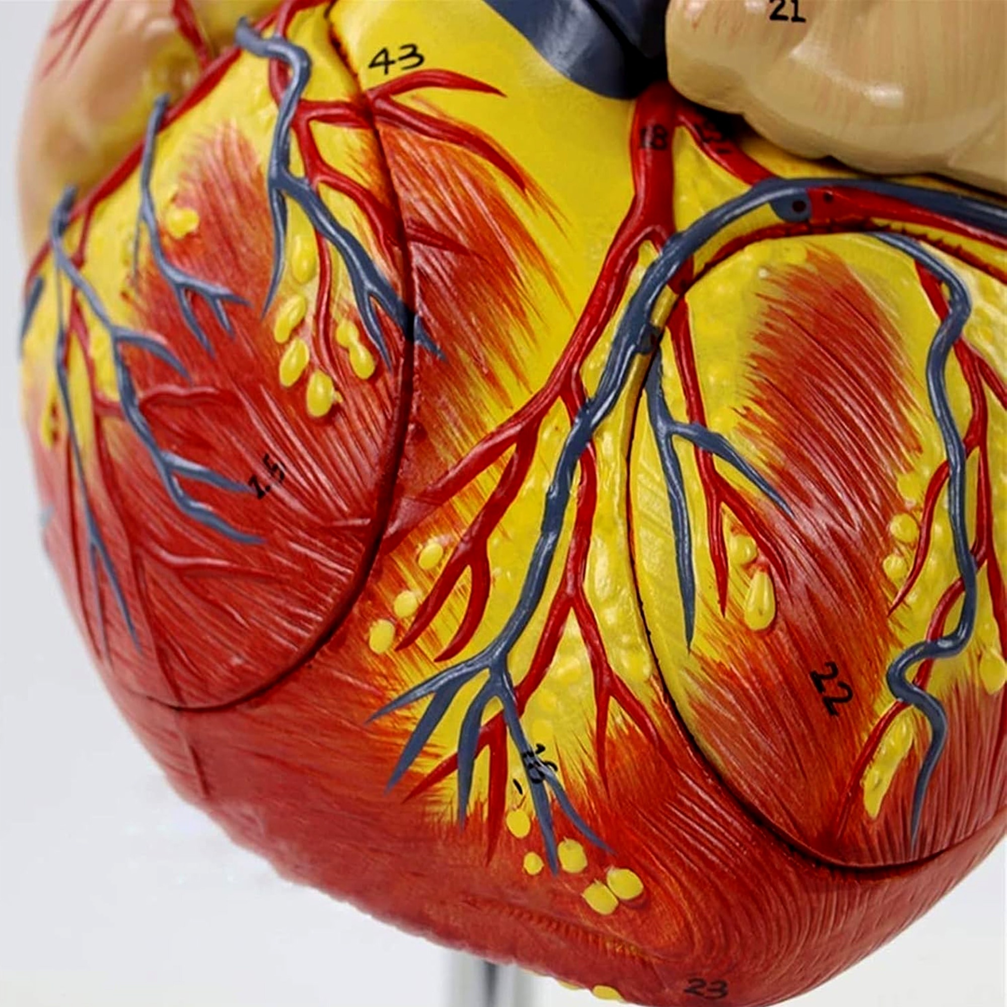 Model Inima Model Anatomic Realist Inima umana 3D 1:1 – Structura Educationala cu ...