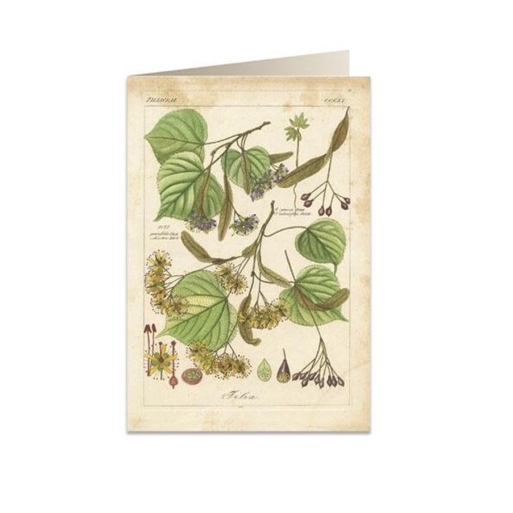 Karnet B6 cu coperta 6056 Lipa, Tassotti, 182x126mm, 200g/m2