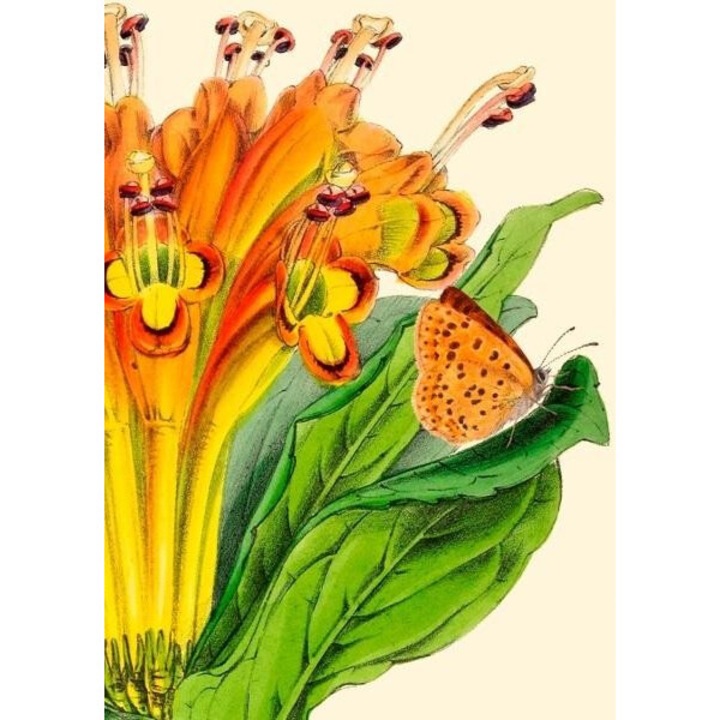 Karnet B6 cu coperta Alstromeria, Madame Treacle, 176x128mm