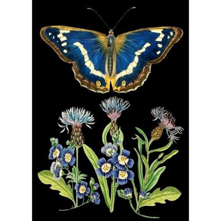 Karnet B6 cu coperta Niebieski motyl, Madame Treacle, 176x130mm