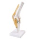 Анатомичен модел, Човешко коляно, мащаб 1:1