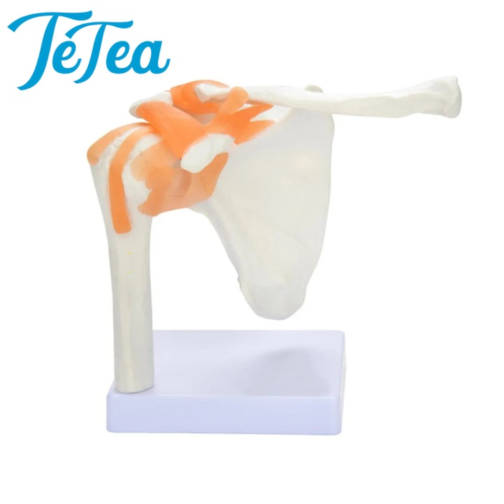 Mulaj de anatomie Tetea, articulatia umarului, scara 1:1