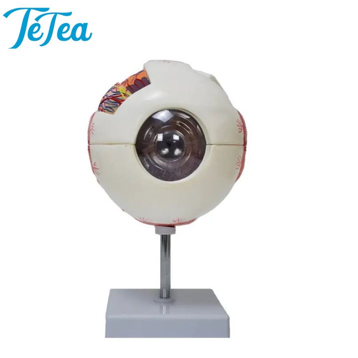 Mulaj de anatomie Tetea, ochiul uman marit de 6x