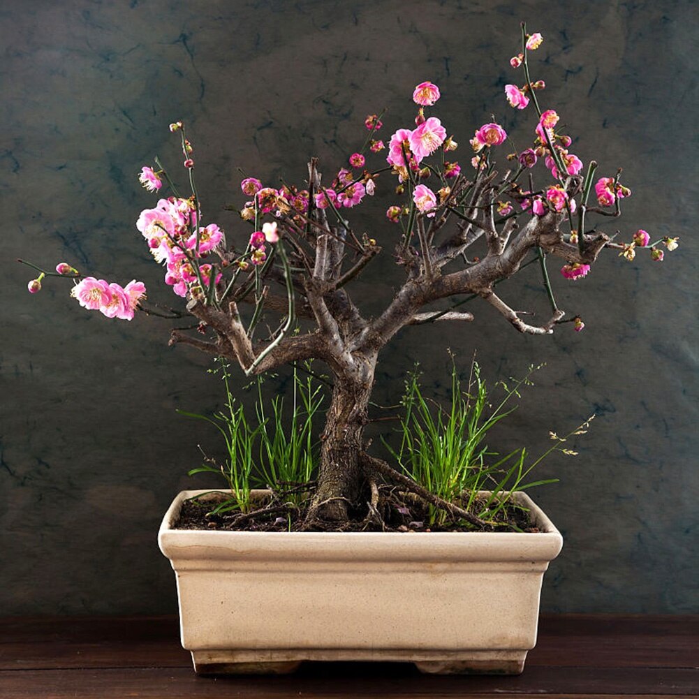 Seminte de Sakura, Mmgoqqt, 5 pachete a cate 10 bucati, flori de