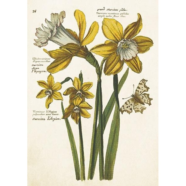 Carnet B6 cu coperta Zonkile - narcisi, Skona Ting, 177x134mm