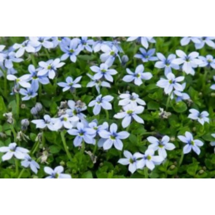 Planta perena acoperitoare de sol vesnic verde Isotoma fluviatilis, Steaua Albastra la ghiveci P9, H5-10 cm