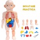 Jucarie Educativa pentru Studierea Corpului Uman, Model Realist cu Organe Detasabile, Puzzle Interactiv din PVC, Dezvolta Abilitati Cognitive, Dexteritate si Cunoasterea Anatomiei, Ideal pentru Copii 5+, Acasa sau in Clasele de Stiinte