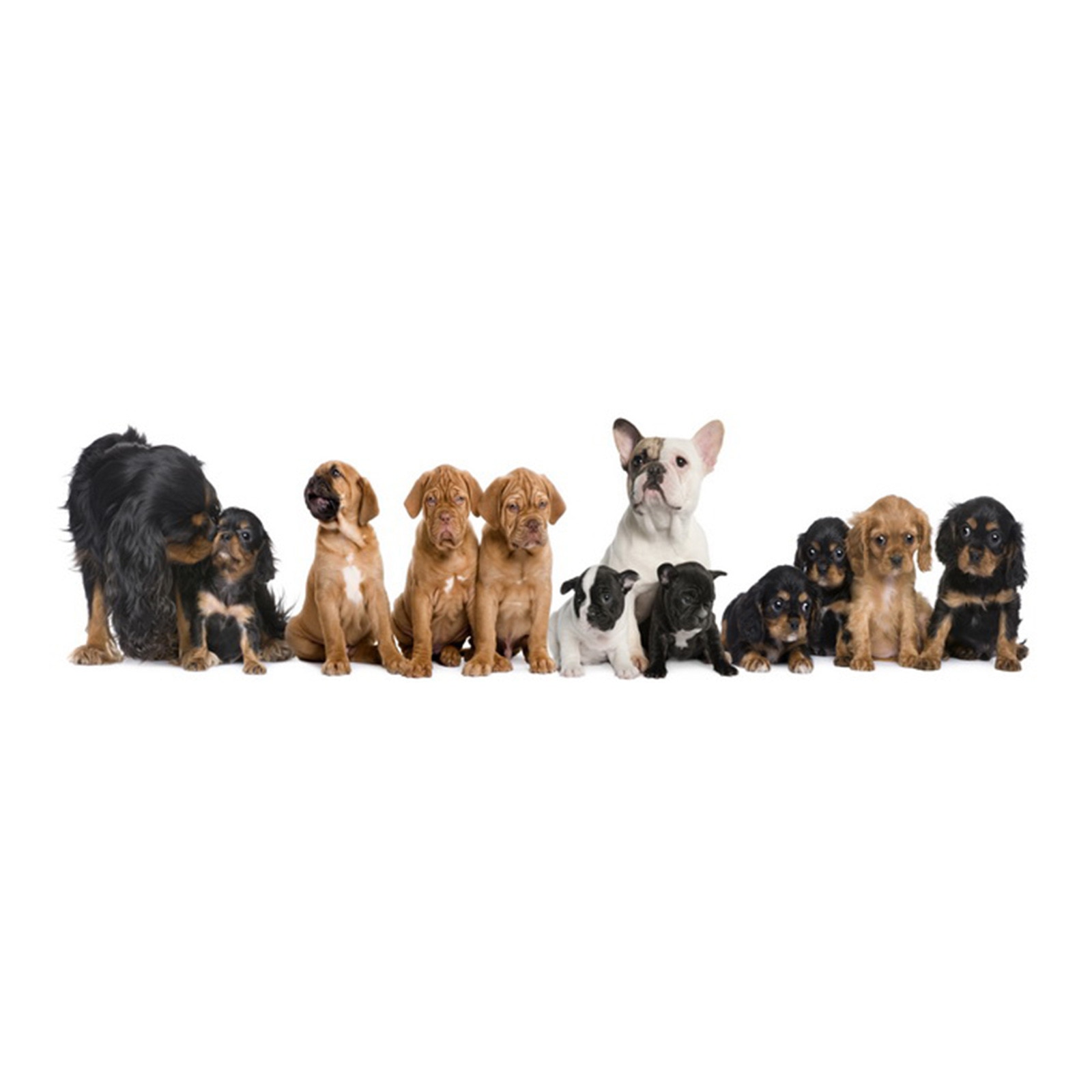 Panou decorativ DEGRETS 91016 Caini 61 cm x 2.44 m x 3 mm