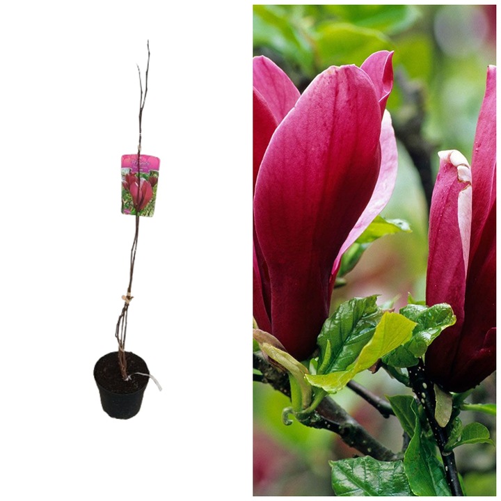 Magnolia Nigra la ghiveci 5L, 100cm, arbust ornamental mov parfumat
