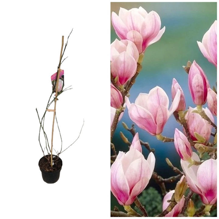 Magnolia soulangiana Speciosa, arbust decorativ flori mari parfumate, 100 cm, la ghiveci