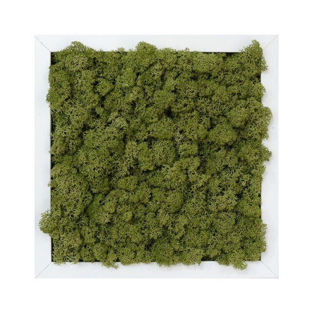 Tablou licheni urbani ARTFLORA Uni Green Forest, 25 x 25 cm, MDF Alb