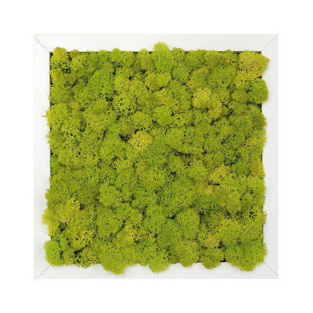 Tablou licheni urbani ARTFLORA Uni Green Lime, 25 x 25 cm, MDF Alb