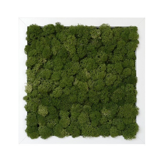 Tablou licheni urbani ARTFLORA Uni Green Broccoli, 25.0 x 25.0 cm, MDF alb