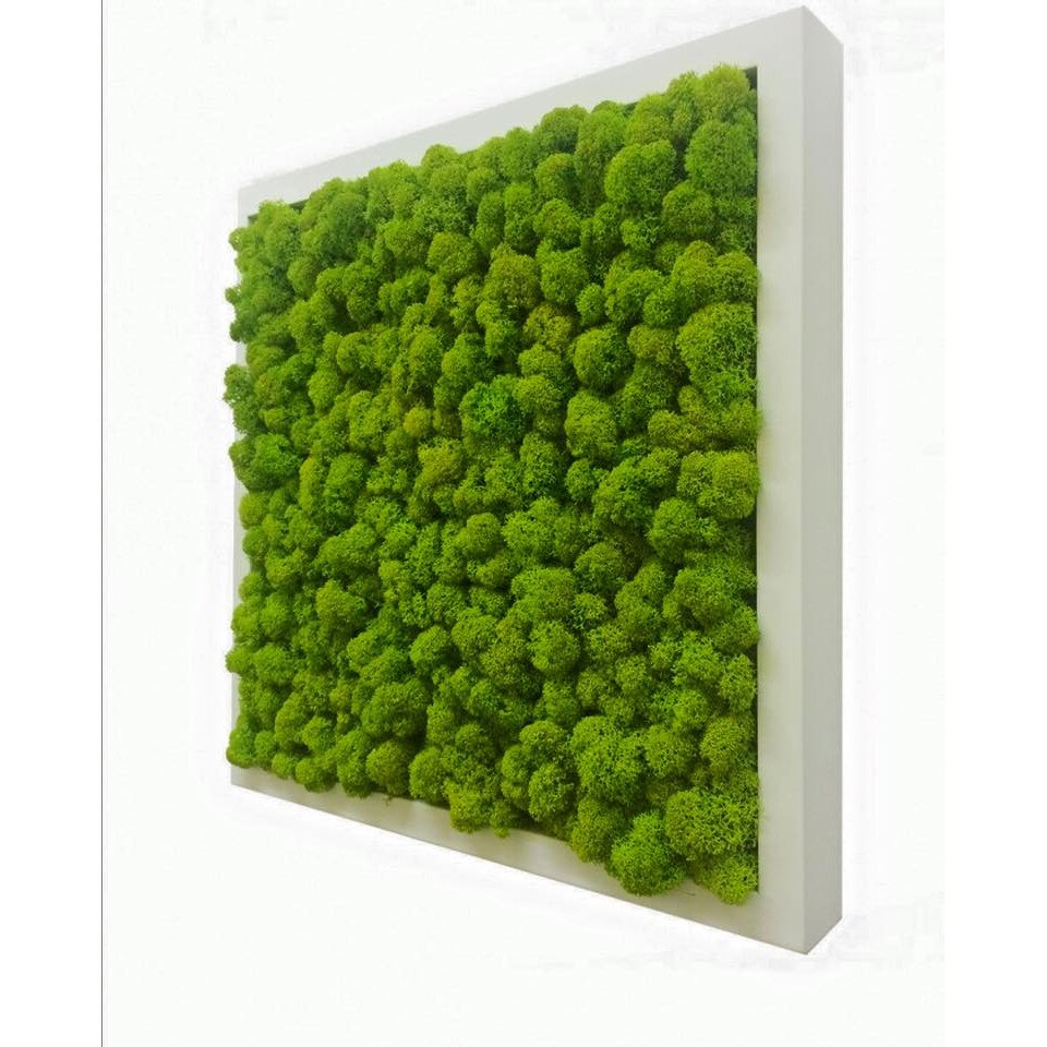 Tablou licheni decorativi ARTFLORA Uni Green Lime, 50 x 50 cm, MDF Alb