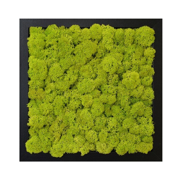 Tablou licheni decorativi ARTFLORA Uni Green Lime, 25 x 25 cm, MDF negru