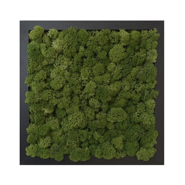 Tablou licheni urbani ARTFLORA Uni Green Broccoli, 25 x 25 cm, MDF negru