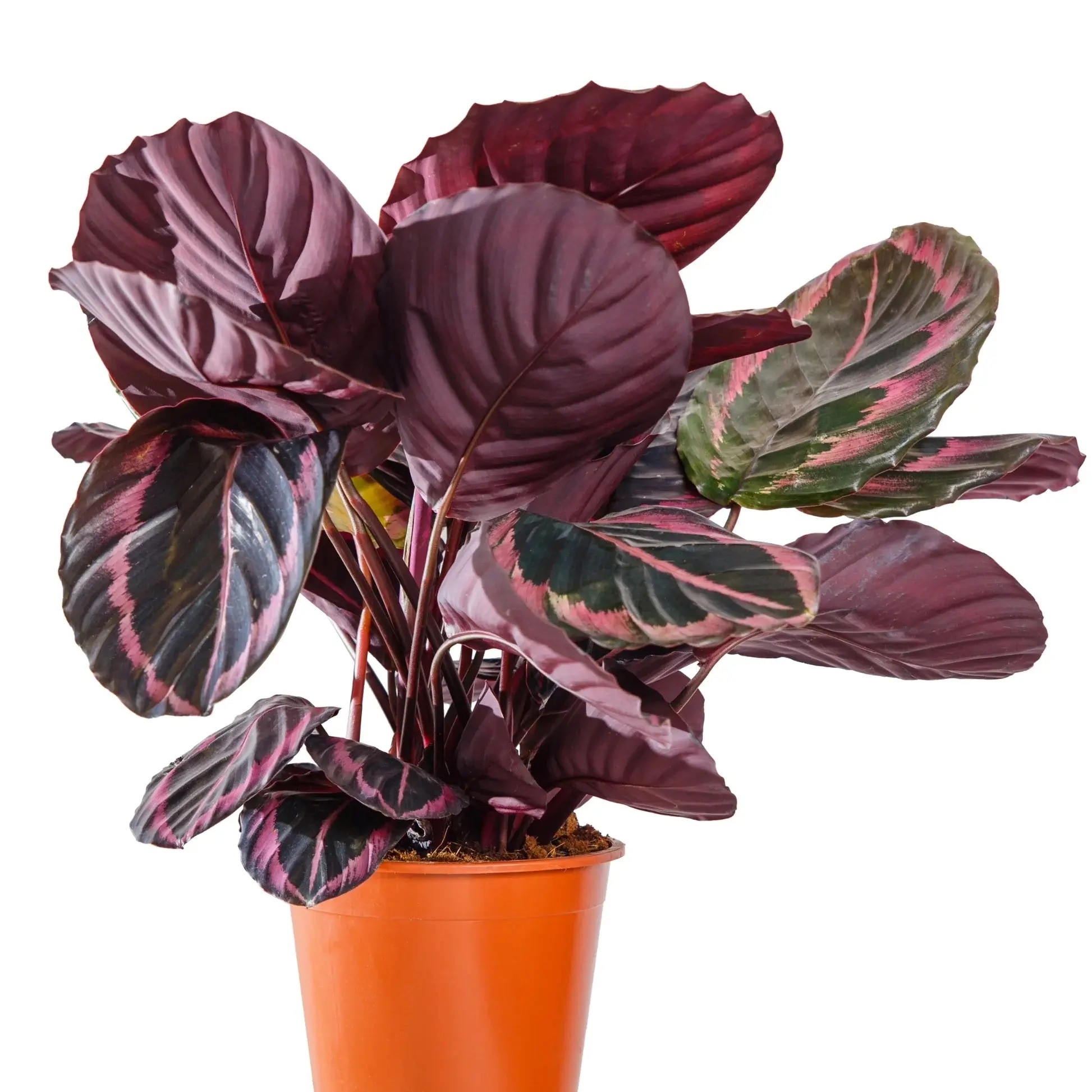 A Calathea Roseopicta Jessy termszetes nvny - eMAG.hu