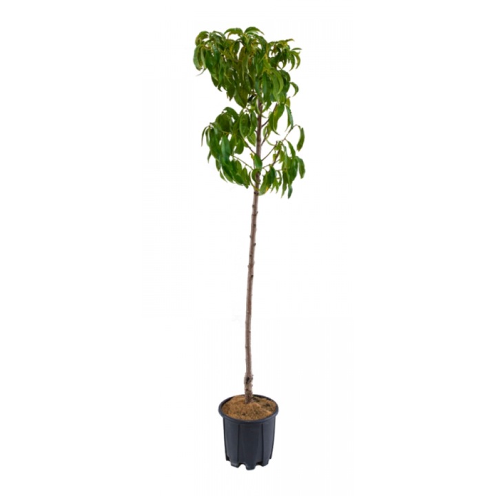 Piersic Botto Bianco, Prunus Persica var. Nucipersica, ghiveci 9L, H 150-170 cm, an 3 pe rod, pulpa alba