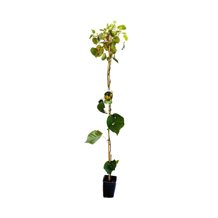 Kiwi rosu, Actinidia Chinensis Arguta Red, ghiveci 3L, H 100-120 cm, an 1 pe rod