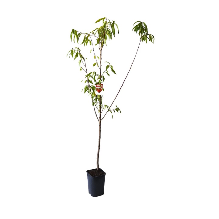 Piersic Redhaven, Prunus Persica, ghiveci 3.6L, H 120-140 cm