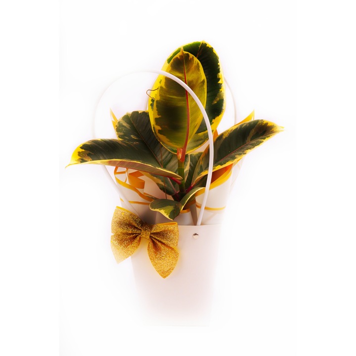 Естествено растение, Dracula fantastic souvenir, размер 55 см