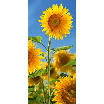 Fototapet DEGRETS 06-52 Floarea soarelui 2 207x096cm Fototapet DEGRETS 06-52 Floarea soarelui 2 207x096cm