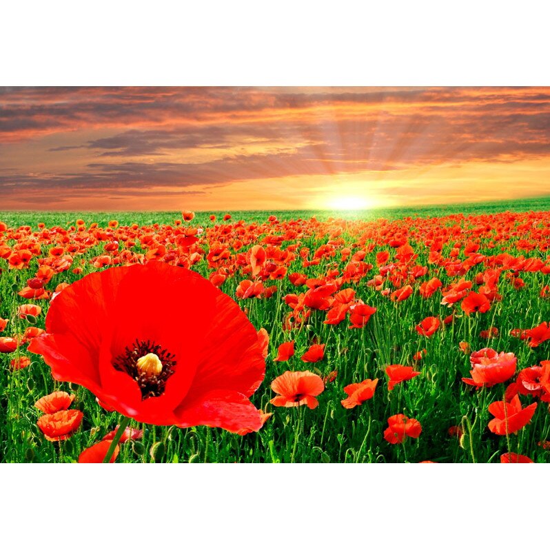 Fototapet DEGRETS 08-01 Poppy 140x200cm