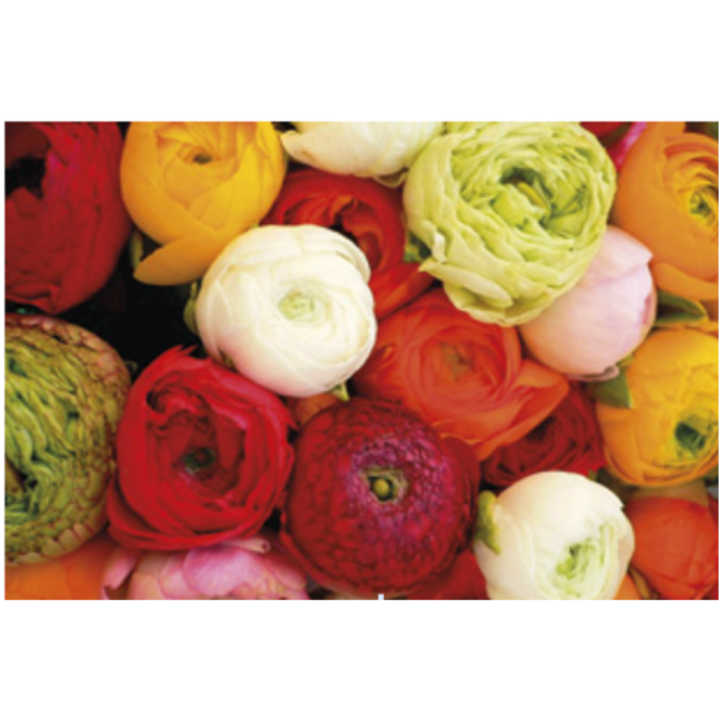 Bulbi Piciorul Cocosului Bulbi Ranunculus Paeonia Mix 6/7, 10 bulbi