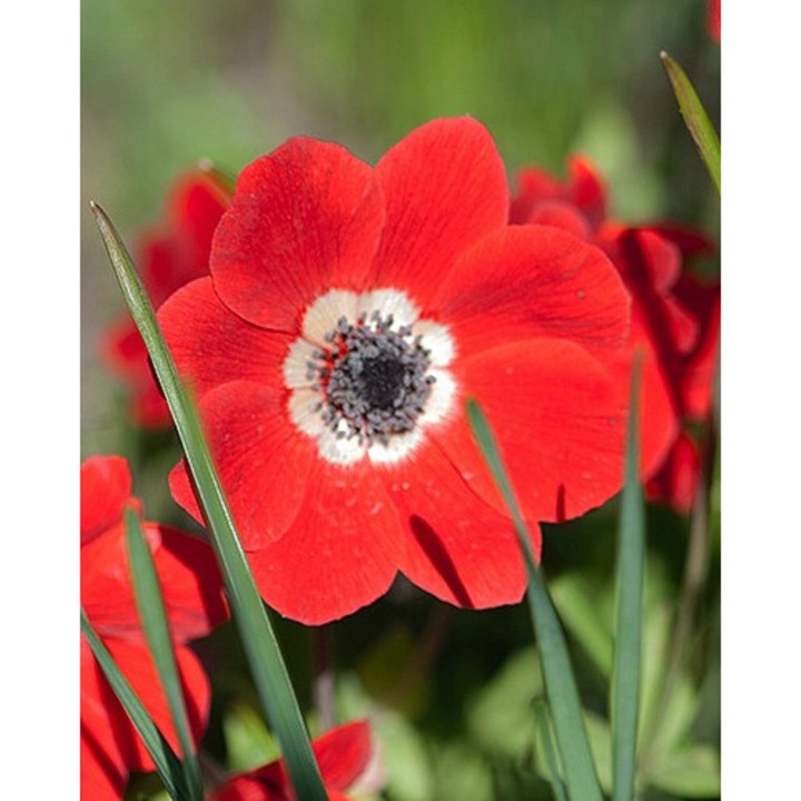 Bulbi Anemone, Coronaria Hollandia, Rosu, 5/6, 10 bulbi