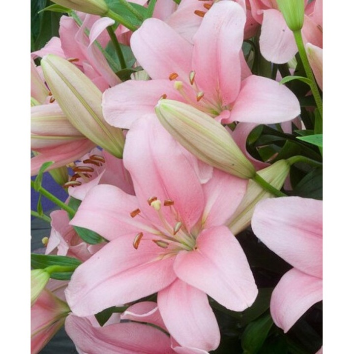 Crin Roz Bulbi Crin, Lilium Brindisi, 16/18, Roz, 5 bulbi - eMAG.ro