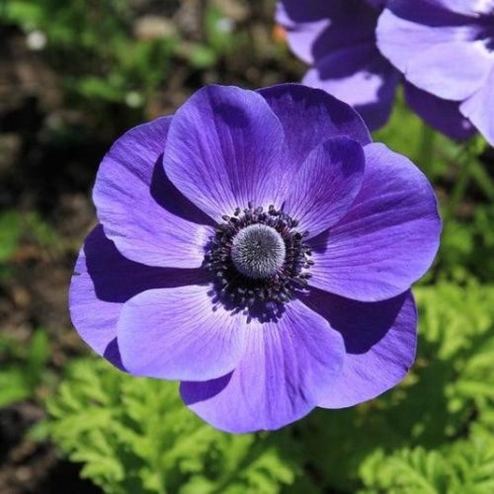 Bulbi Anemone, Coronaria Mr Fokker, Albastru, 5/6, 10 bulbi