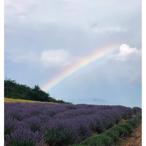 Bulbi, seminte si rasaduri
